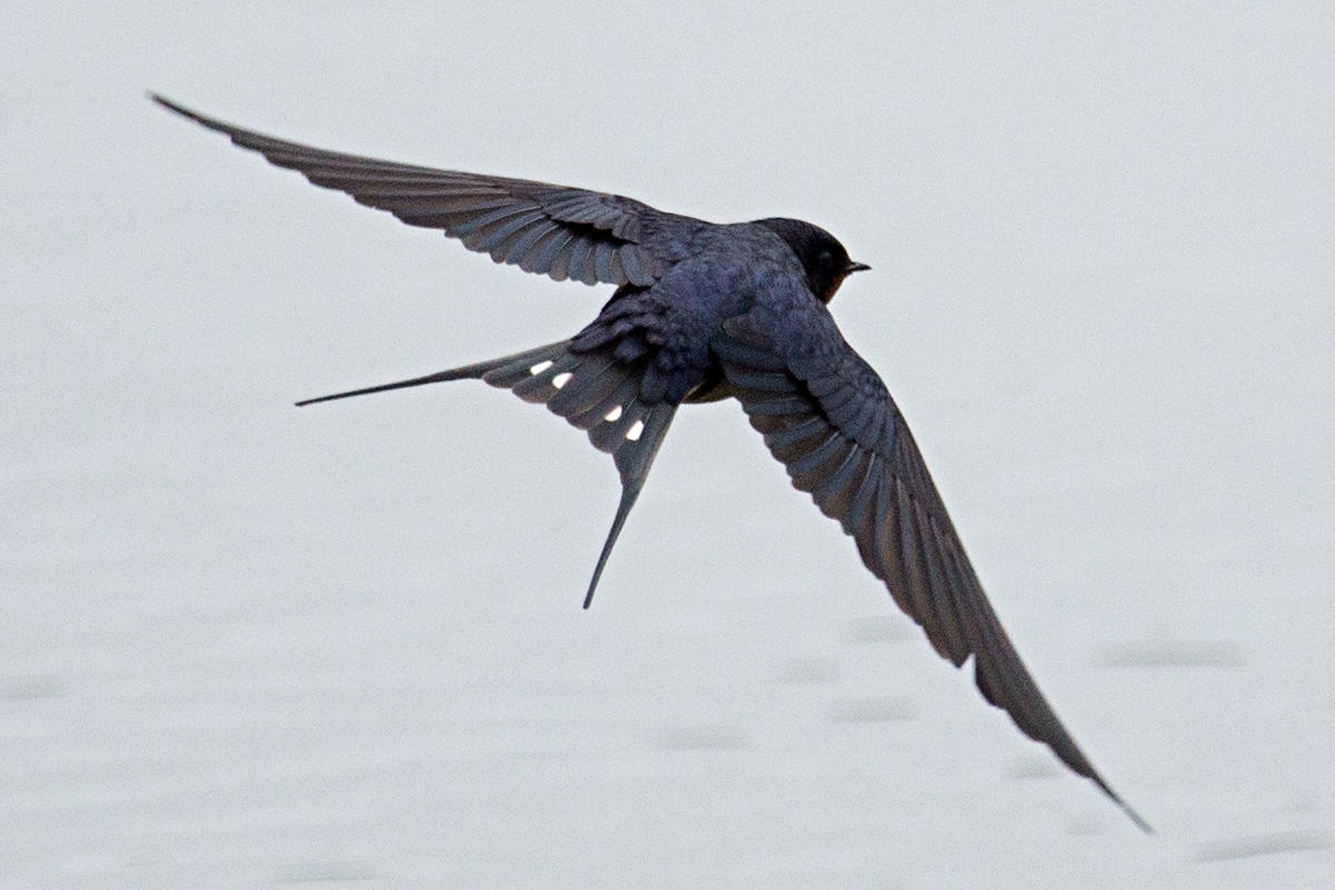 Black (Saw Wing) Swallow